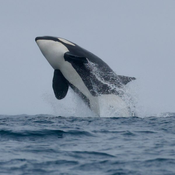 a dolphin jumping out of the water