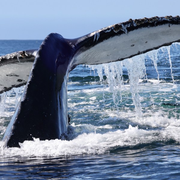 a whale jumping out of the water