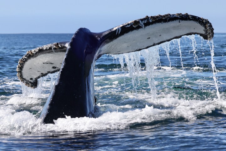 a whale jumping out of the water