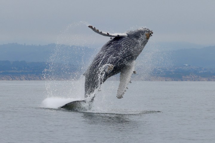 Humpback whale breaching in the ocean with mountains in the background.