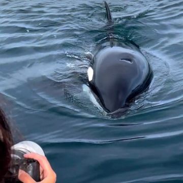 a person swimming in the water