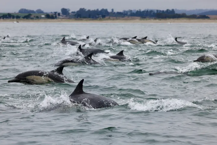 a whale swimming in a body of water