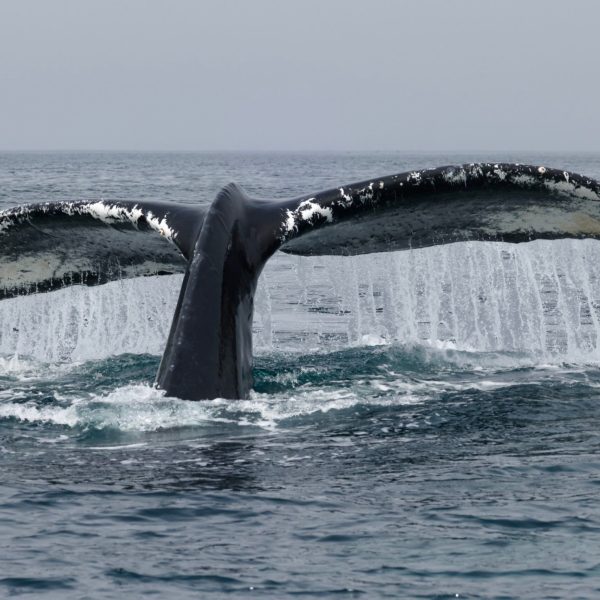 a whale jumping out of the water