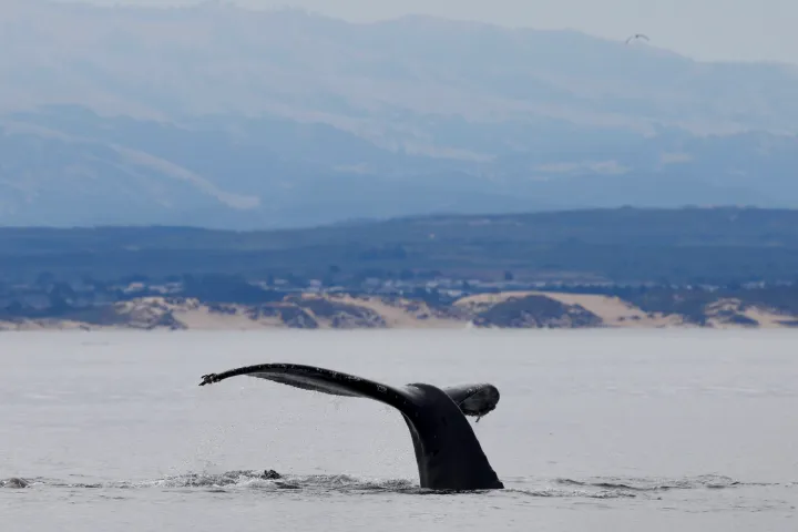 a bird flying over a body of water with a mountain in the background