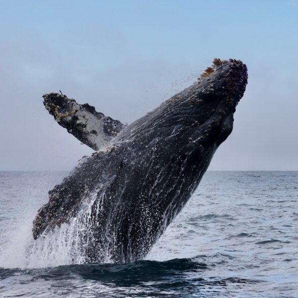 a whale jumping out of the water