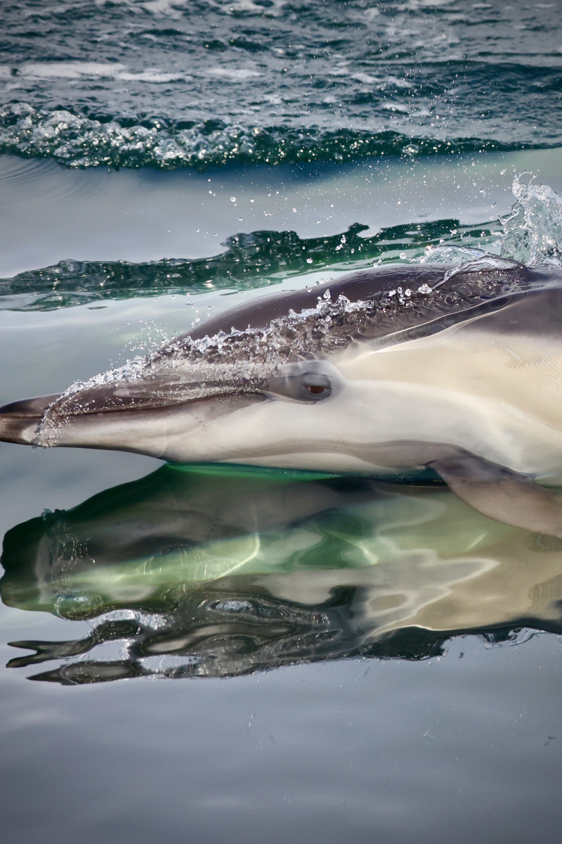 Close-up of a dolphin swimming just below the water's surface, creating a reflection in the calm sea.