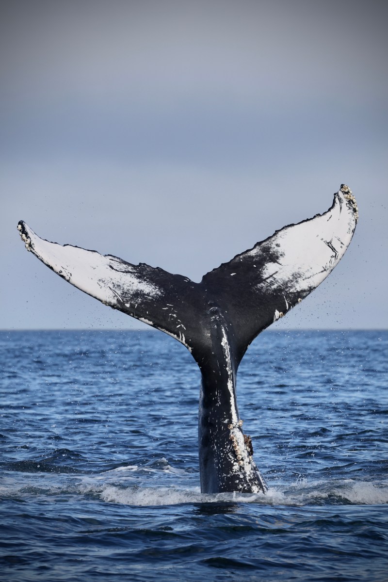 Humpback whale tail breaching the ocean surface against a clear sky.