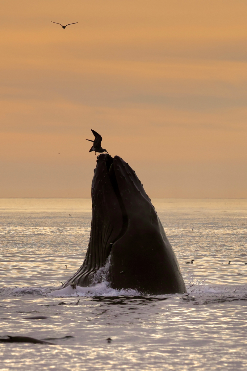 Whale breaches water with a bird on top at sunset.